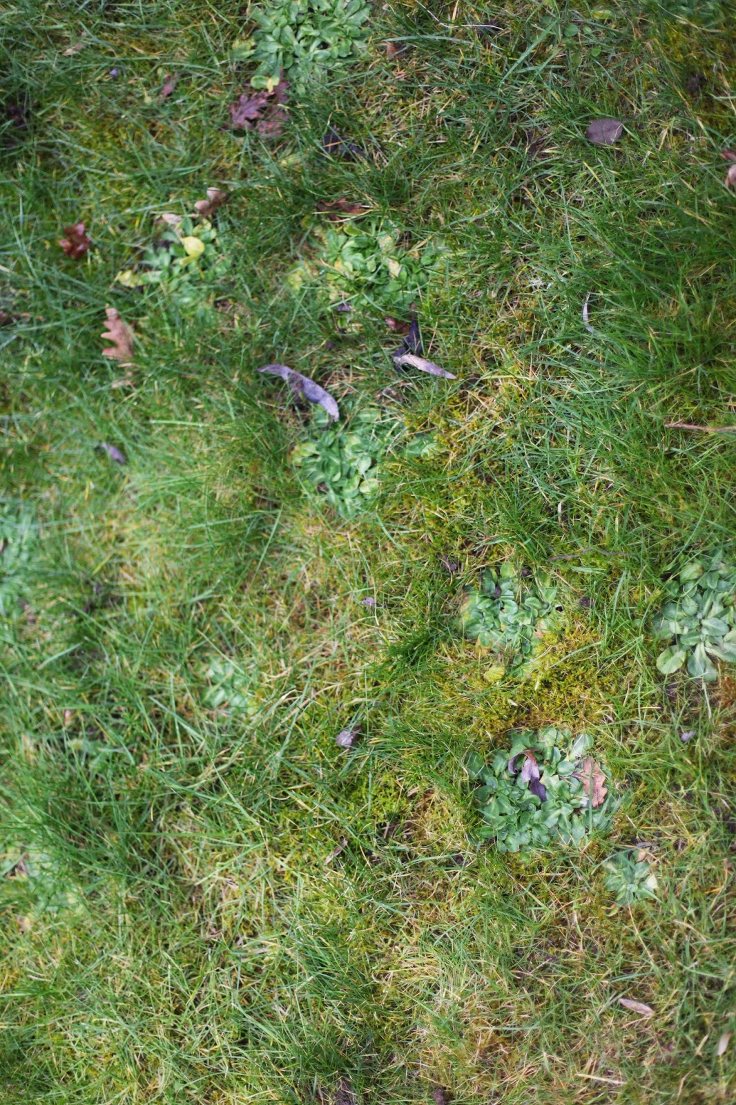 Randomnest: How Does Your Garden Grow?