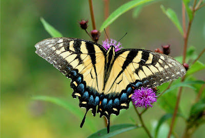 أجمل صور الفراشات في العالم - صور لم تشاهدها من قبل