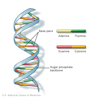 dna vs rna