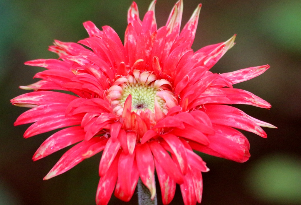 Cherishing India..... Flowers of Odisha part III......