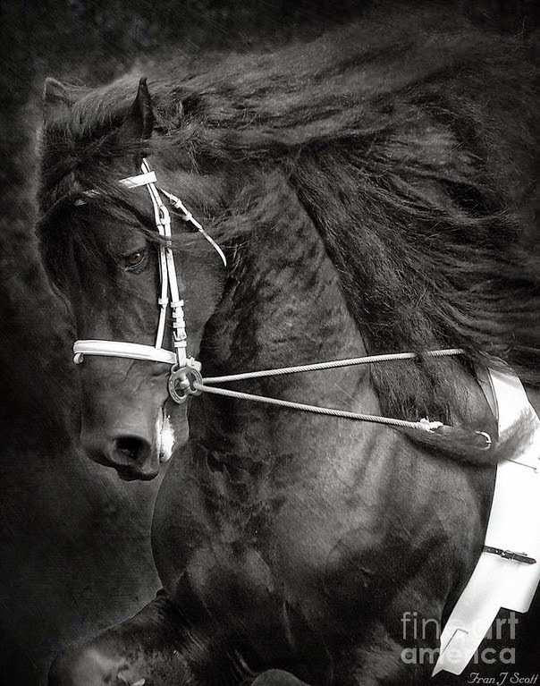 las-mejores-fotos-de-caballos imagenes de fotografias-de-caballos-finos