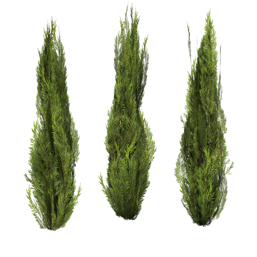 Блог Колибри: PNG КЛИПАРТ КУСТЫ