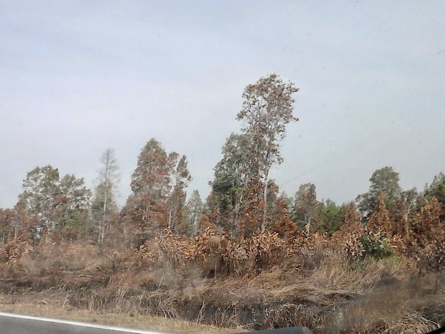 kesan kebakaran hutan kesan kebakaran hutan