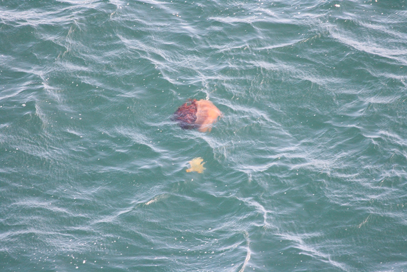Nomura Jellyfish