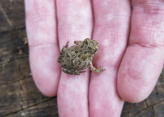 Tiny Toad, Monday, August 18, 2014, 11:03:38 AM
