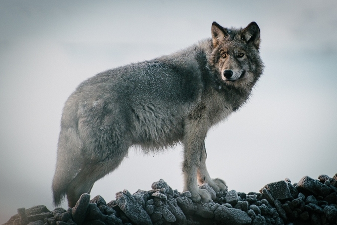 White Wolf : 29 Majestic Photos of Russian Wolves by Ivan Kislov Are