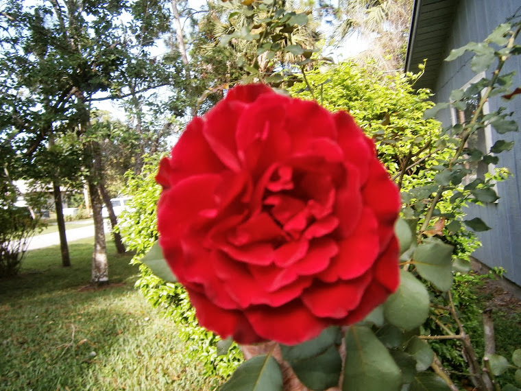 My Rose Bush