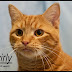 The Role of Cat Shelters