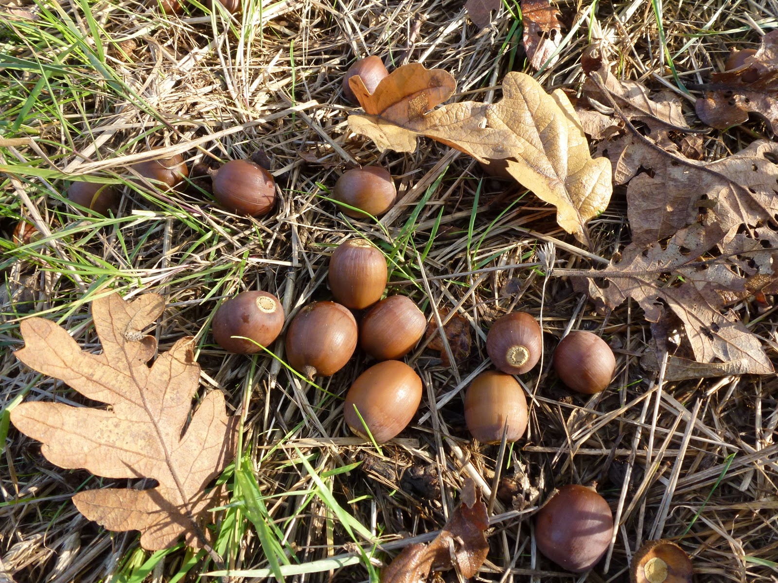 Wild Harvests Cooking Mushroom and Collecting Acorns
