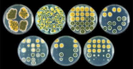 Aspergillus spp. : Fungi Ciri-ciri Reproduksi Manfaat Struktur Sel Contoh