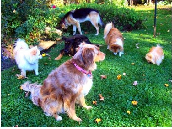How To Stop Female Dog Urine From Burning Grass How To Stop Female Dog Urine From Burning Grass