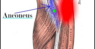 TRAIN OUT PAIN: Small Overlooked Muscles: Anconeus for Elbow Pain
