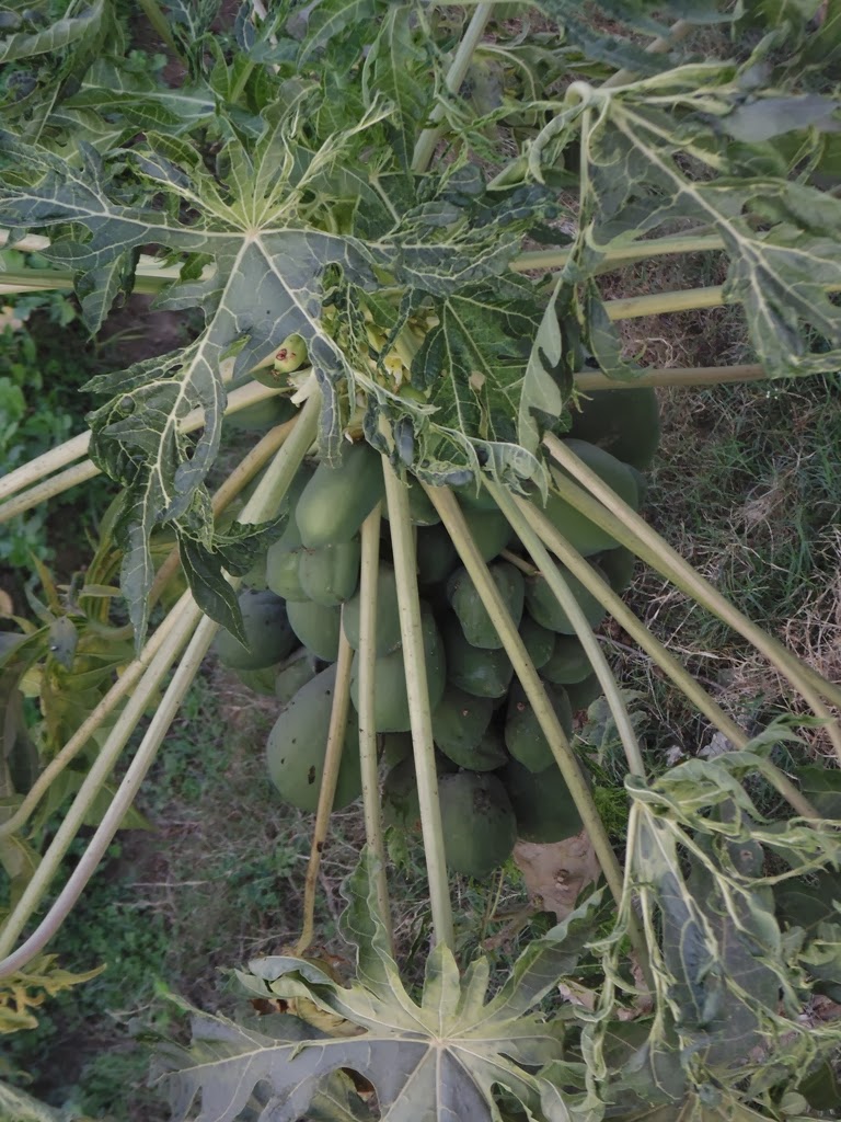 Design Green India Best Tips For Growing Papaya ( Papita )