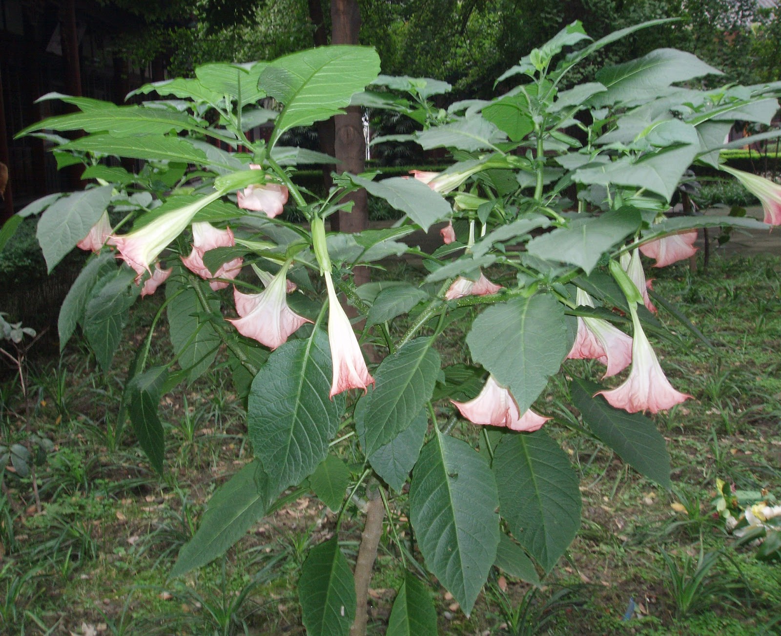 Trees Brugmansia suaveolens Angel�s Trumpet