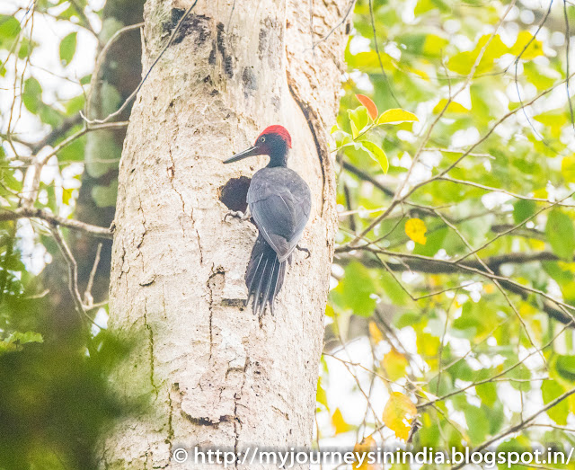 Thattekad Whitebellied Woodpecker