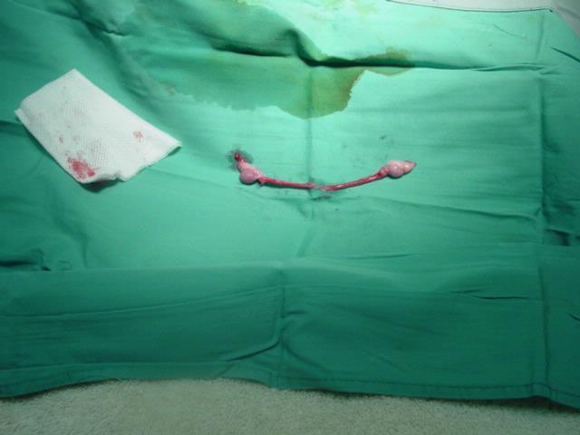 Hermaphrodite gentiles picture