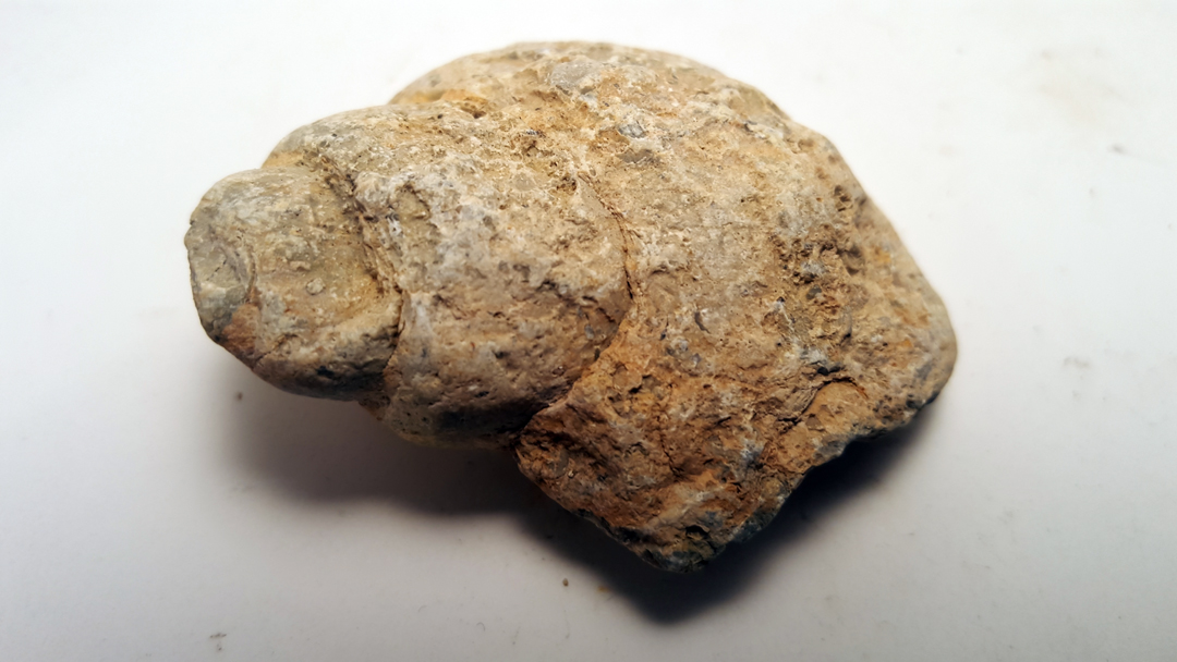 Esoterizona Fossil Hunting in the Texas Hill Country