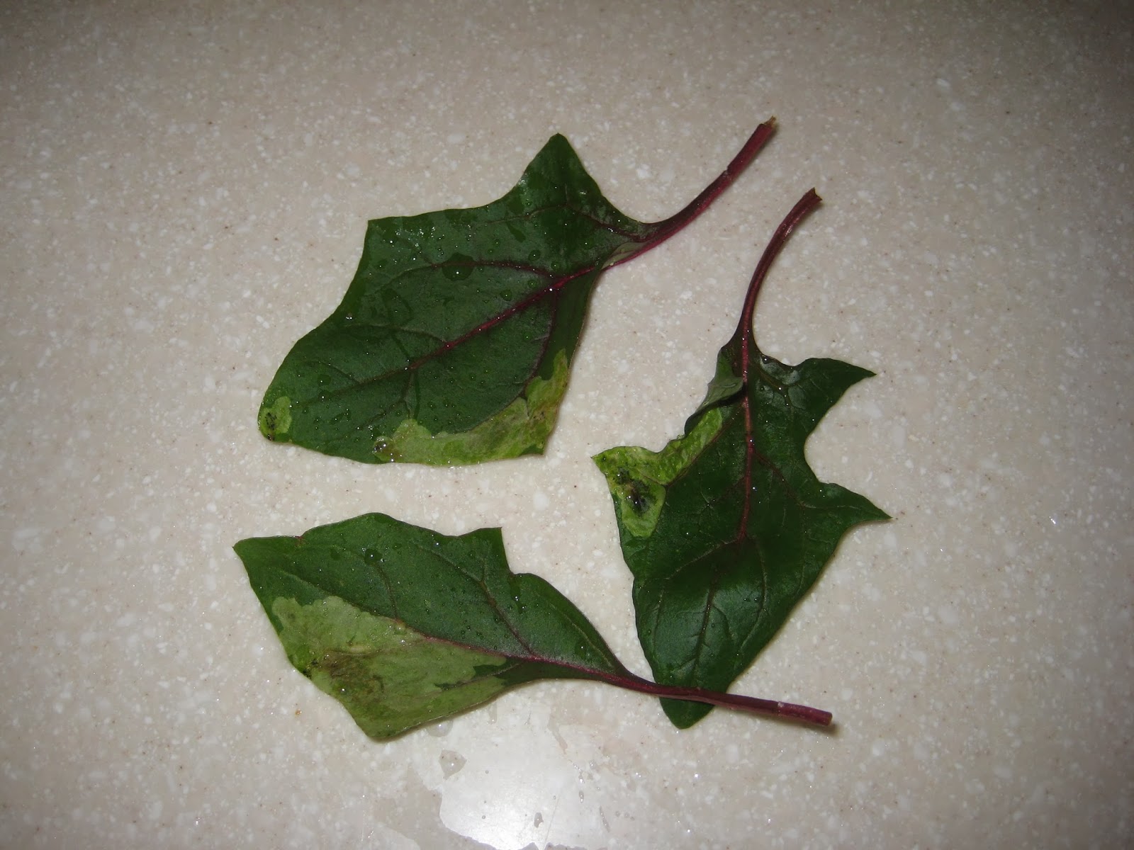 Spinach and leaf miners Susan's in the Garden