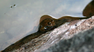 A small frog hugging the wall A small frog hugging the wall