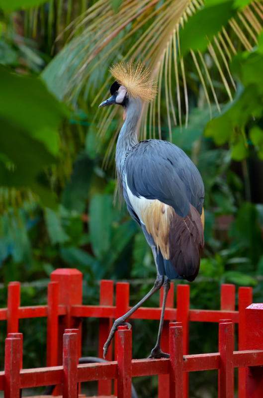 Langkawi Langkawi Wildlife Park Attractions, Opening