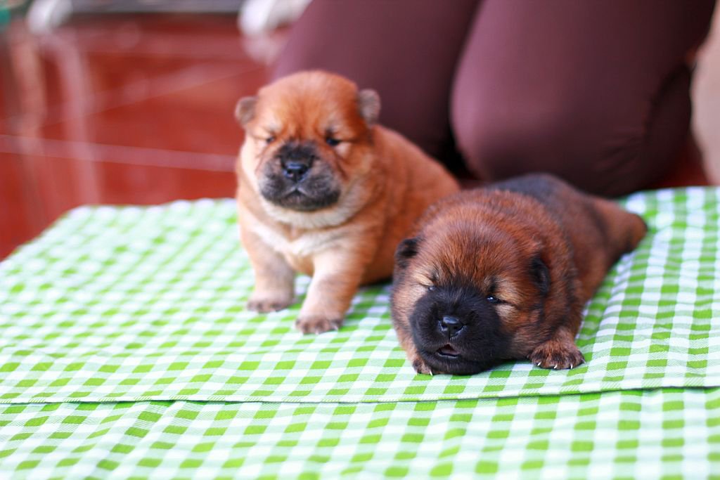 China Puppies