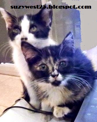 Kucing - Kucingku Kucing - Kucingku