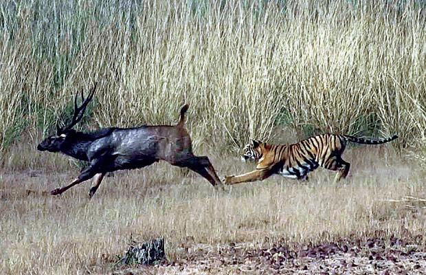 Tigers Prey