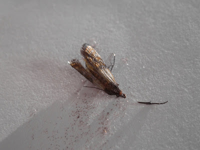 Plodia interpunctella, Moth - Dead
