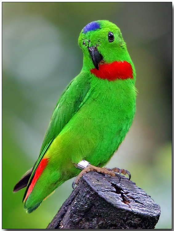 Ovaltes BlueCrowned Hanging Parrot and Hanging Parrot Philippine