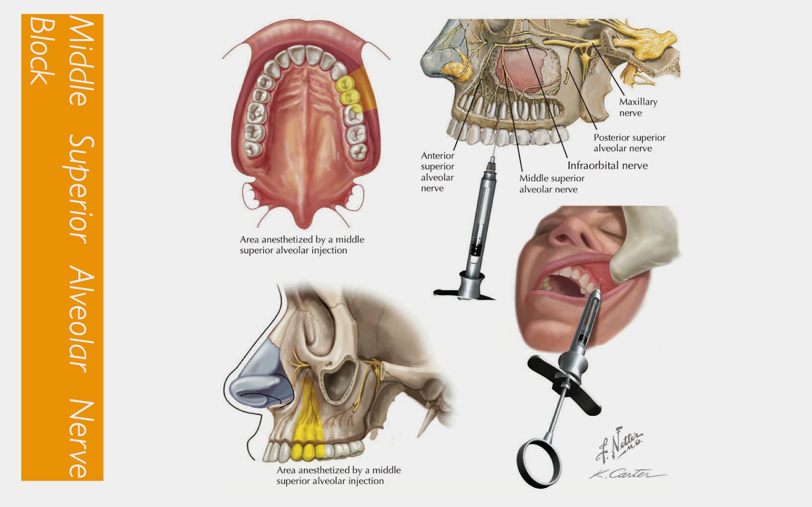 Odontología, Estomatología, Anatomía dental