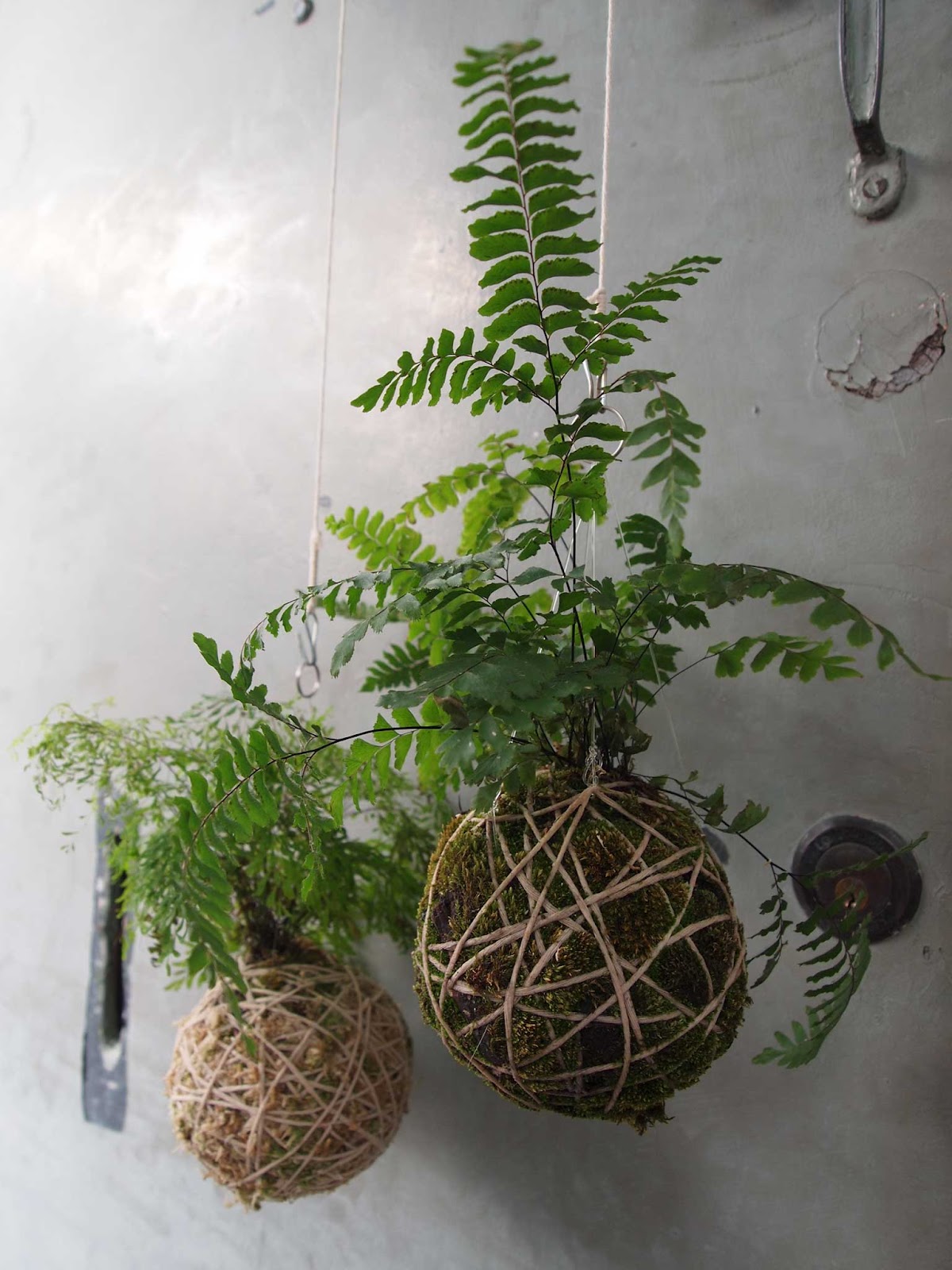 Loop the Loop New String Gardens Ready for Spring