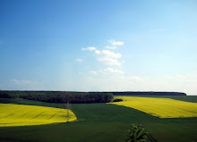 yellow fields forever