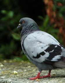 Pigeons are also known as Rock Doves Pigeons are also known as Rock Doves