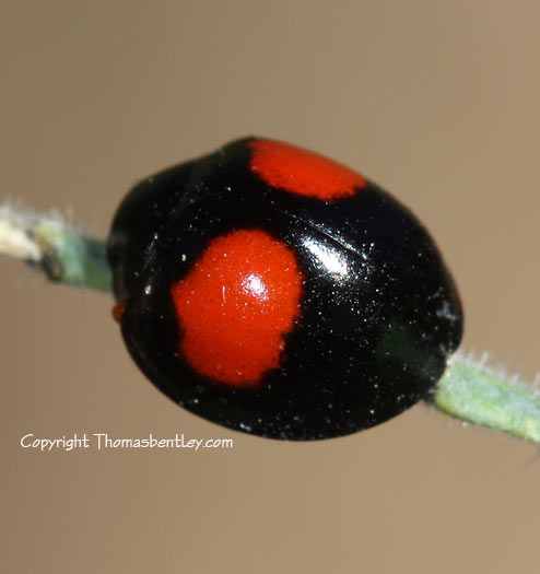 Are Ladybugs Poisonous