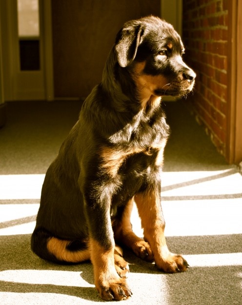 facts about rottweilers 10 interesting facts about rottweilers many facts about rottweilers 10 interesting facts about rottweilers many