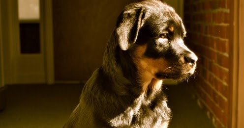 facts about rottweilers 10 interesting facts about rottweilers many facts about rottweilers 10 interesting facts about rottweilers many