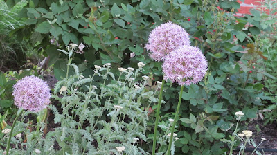 Allium Globemaster with Yarrow, Achillea millefolium