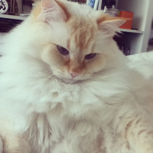 blonde ragdoll