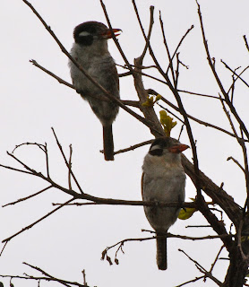 White-Eared Puffbird