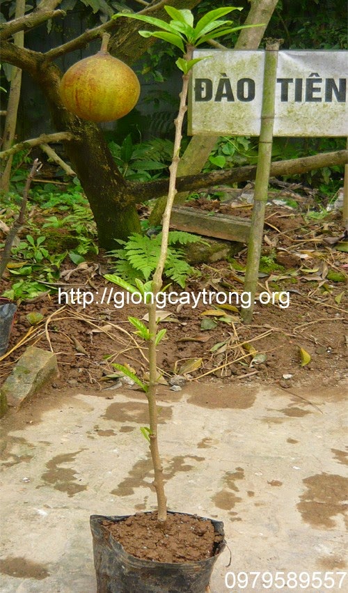 TÌm chỗ bán cây đào tiên giống