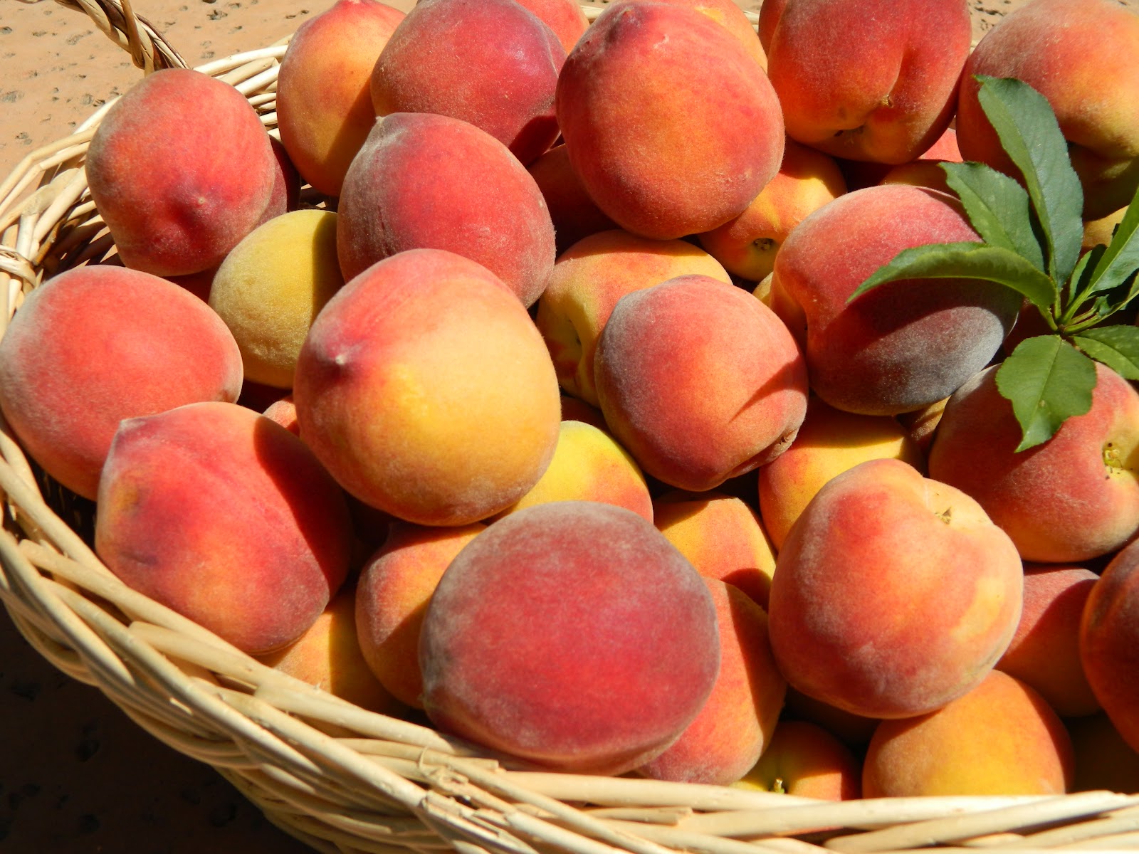 Weekend Doings Harvesting Peaches