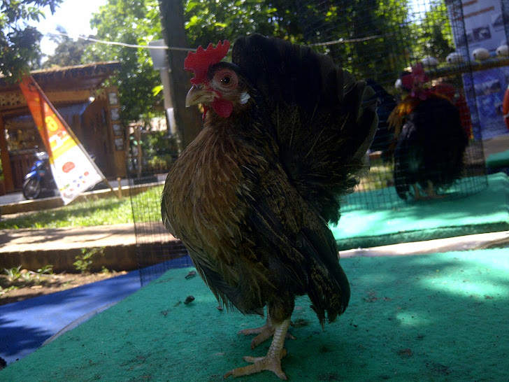 Dijual Ayam Serama