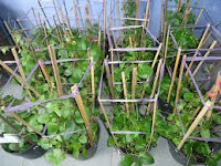 manfaat daun binahong manfaat daun binahong