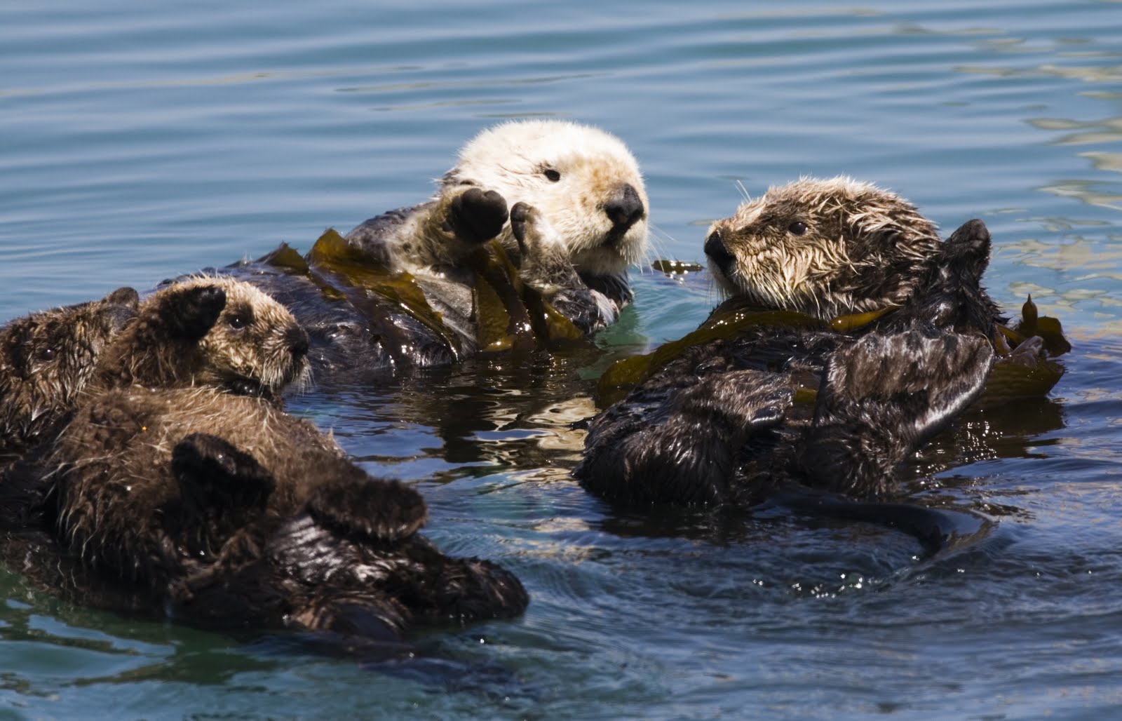 Funny Sea Otters