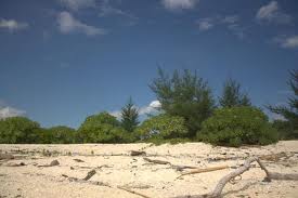GREEN ISLAND ACTION GREEN ISLAND ACTION