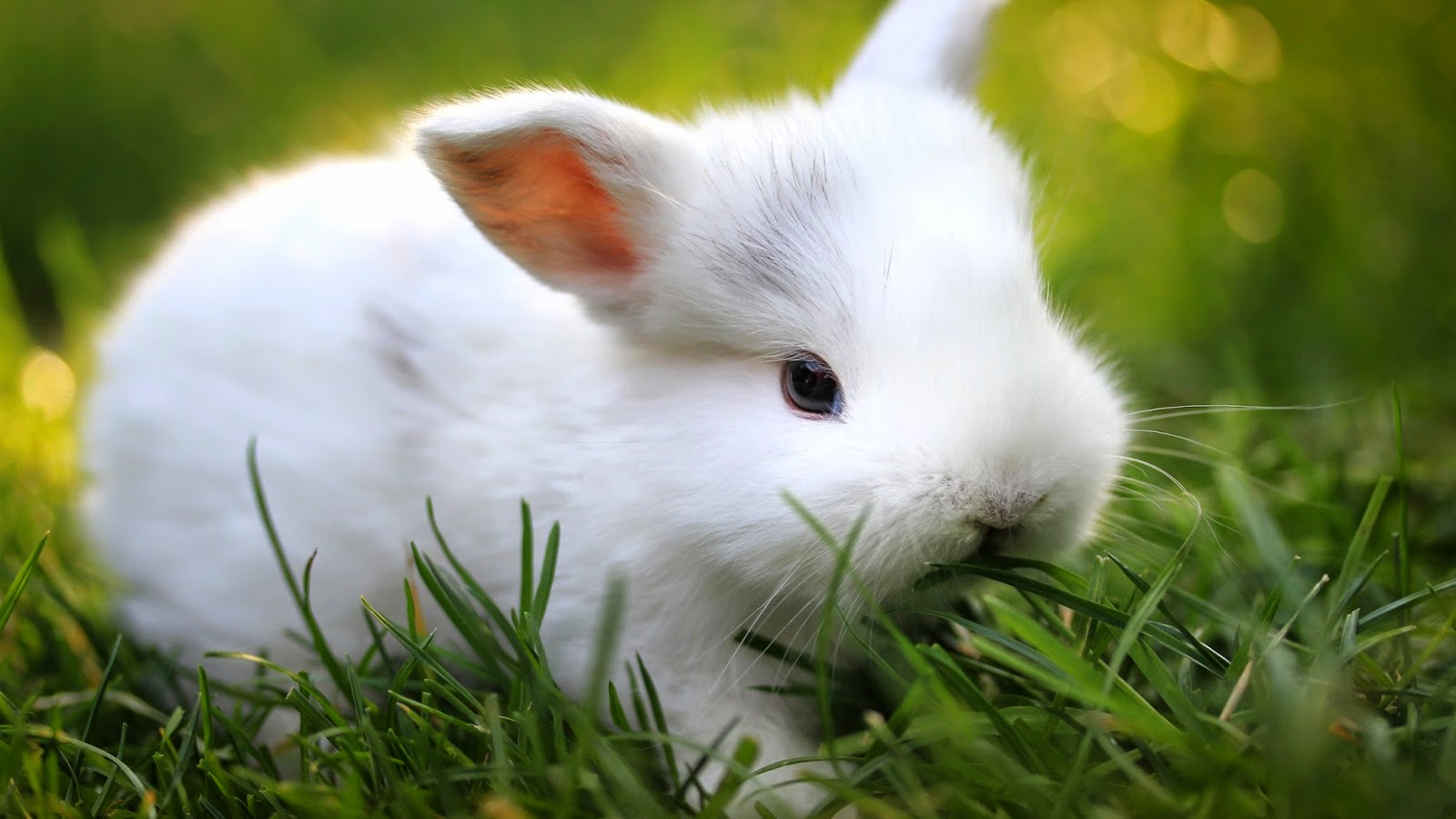 Love My PetsPet supermarket How to Prepare for a Pet Rabbit?