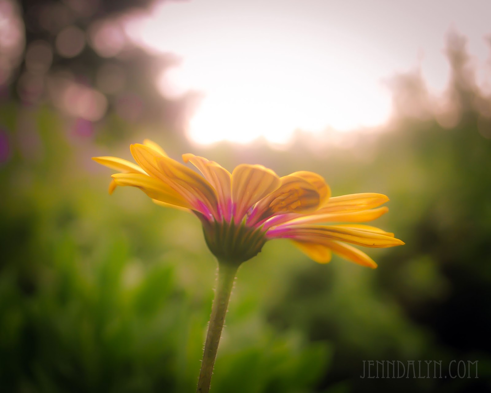 Create More Light Tuesday Adventures Inniswood Metro Gardens
