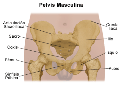 Cresta Iliaca