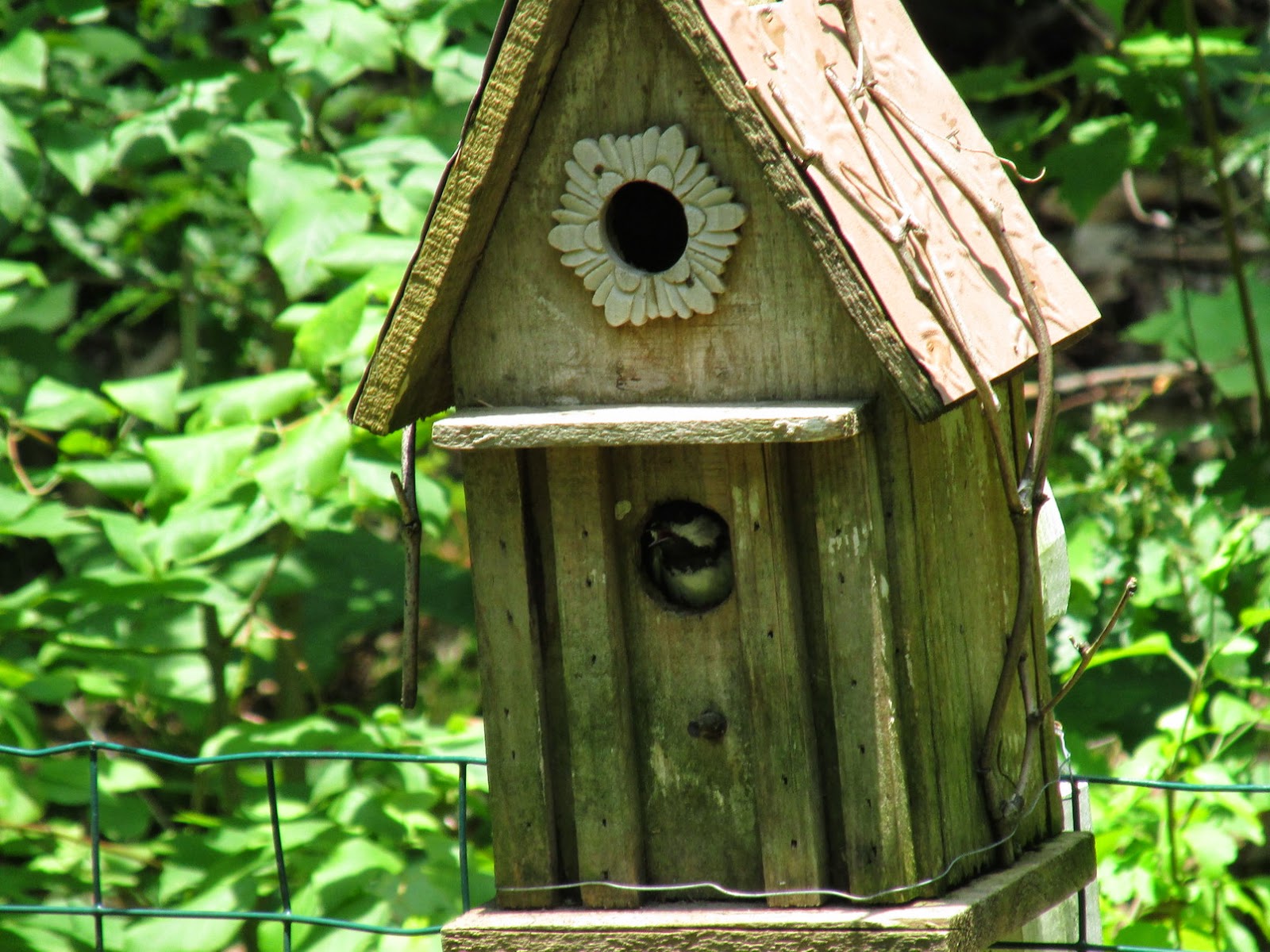Grandma Pearl's Backporch 12 Secrets to Get Birds to Actually Move