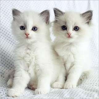Android Terbaru Kumpulan Dp Bbm Lucu Hewan Kucing Anggora